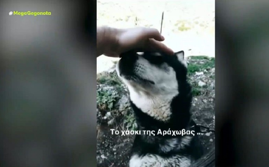 Κακοποίηση χάσκι: Κλιμάκιο της Ασφάλειας στην Αράχωβα, θα γίνει εκταφή του σκύλου