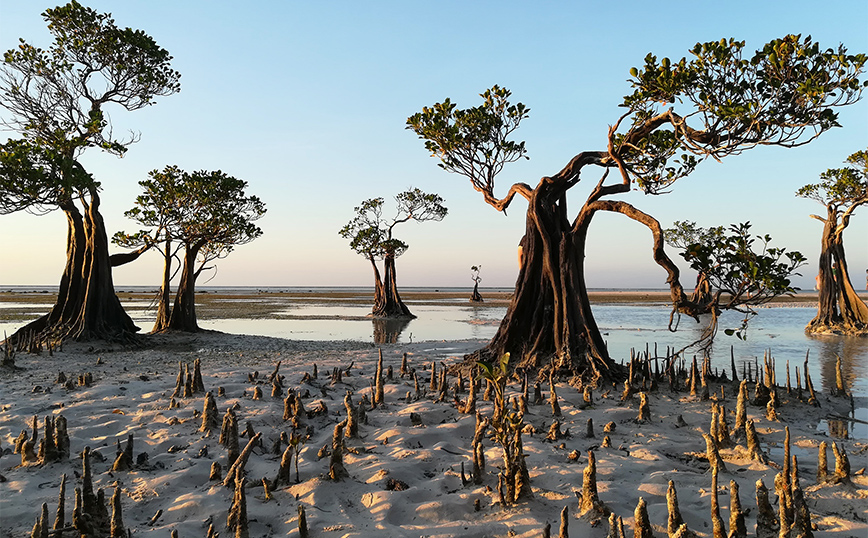 Σούμπα, Ινδονησία Σούμπα, Ινδονησία