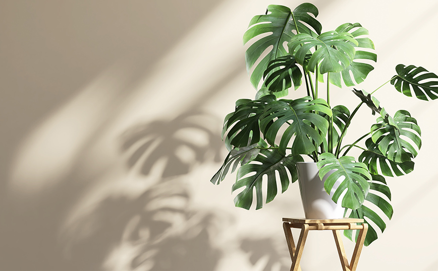 Διακόσμηση Διακόσμηση