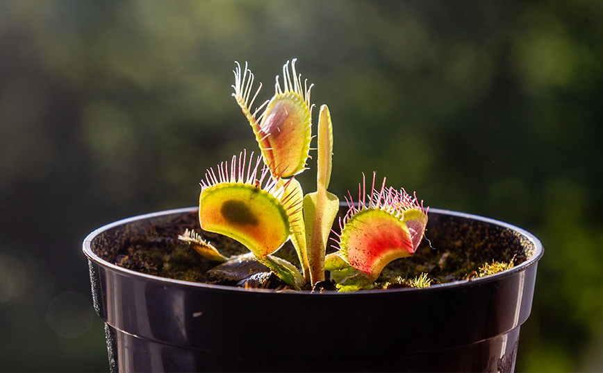 Διακόσμηση Διακόσμηση