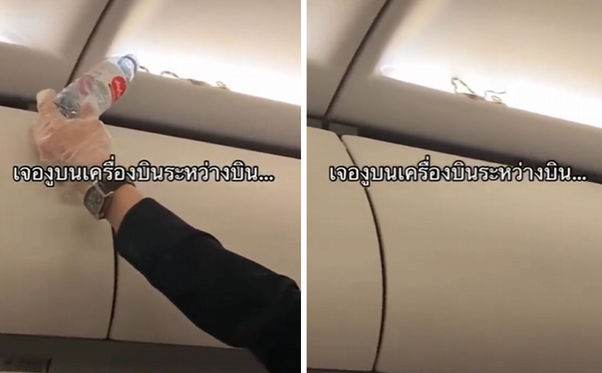 Χάος σε πτήσης της AirAsia Thailand &#8211; Φίδι έκανε βόλτες στην καμπίνα του αεροπλάνο