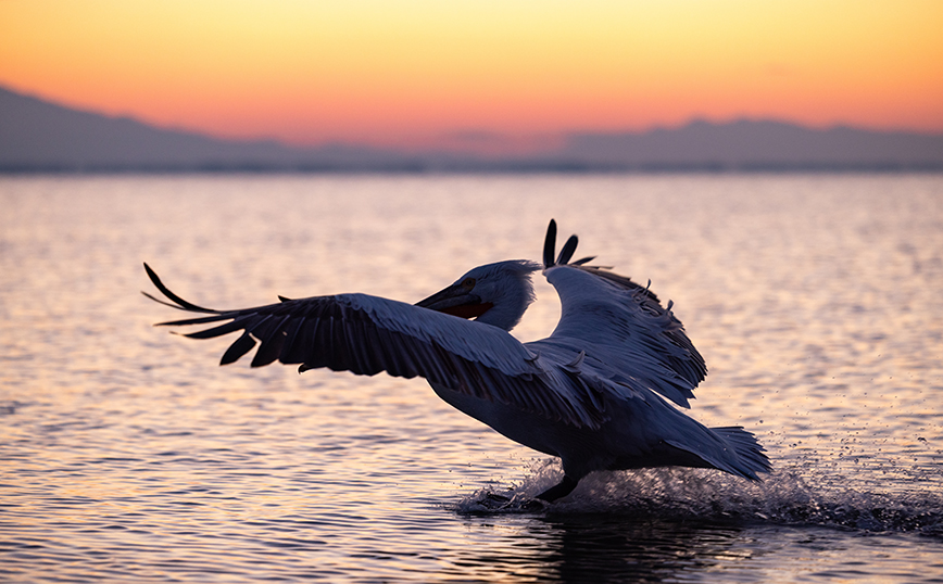 Λίμνη Κερκίνη Λίμνη Κερκίνη