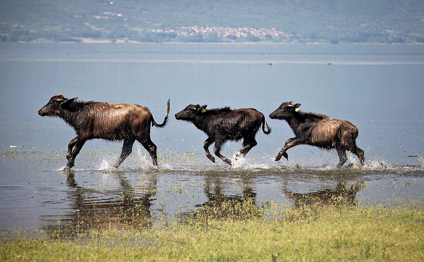 Λίμνη Κερκίνη Λίμνη Κερκίνη