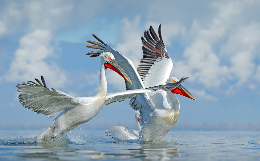 Λίμνη Κερκίνη Λίμνη Κερκίνη
