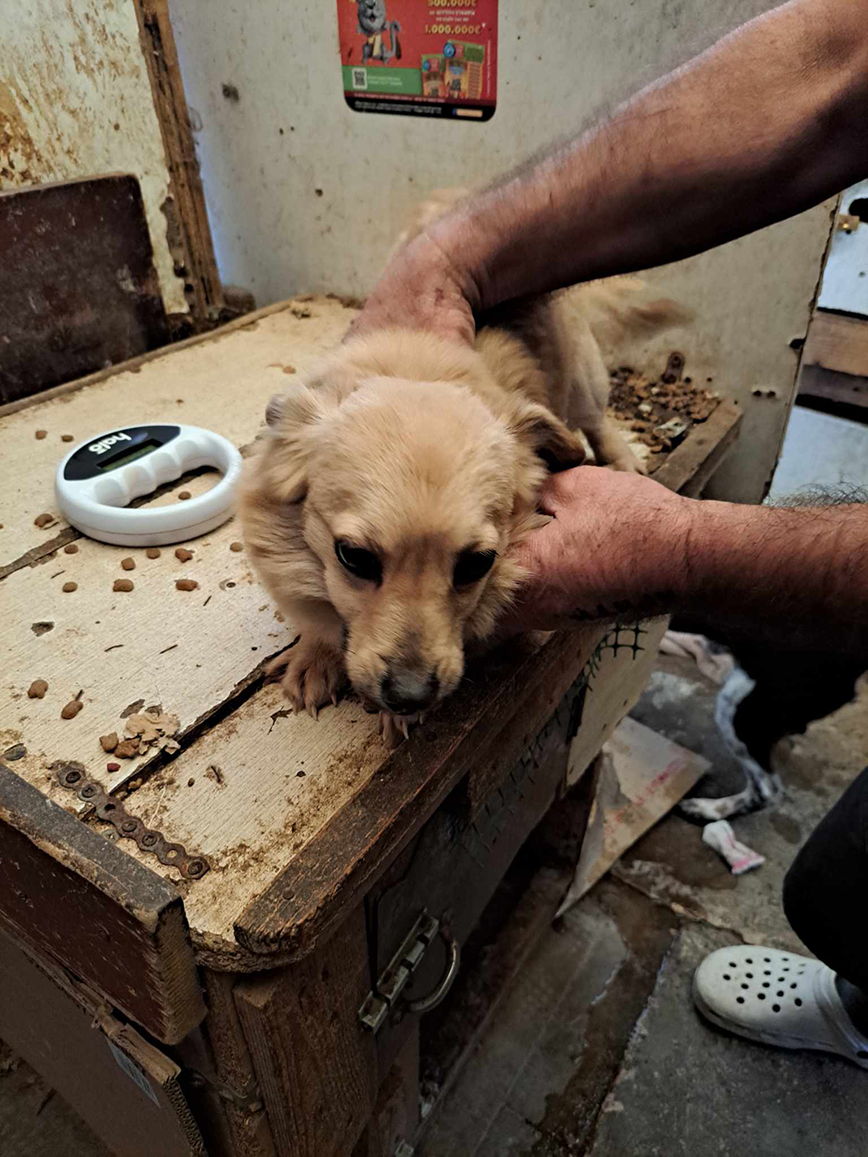 Πρόστιμο 200.000 ευρώ σε γυναίκα στα Χανιά για τις κακές συνθήκες διαβίωσης 77 γατών και 10 σκυλιών