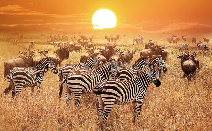 Εθνικό Πάρκο Σερενγκέτι