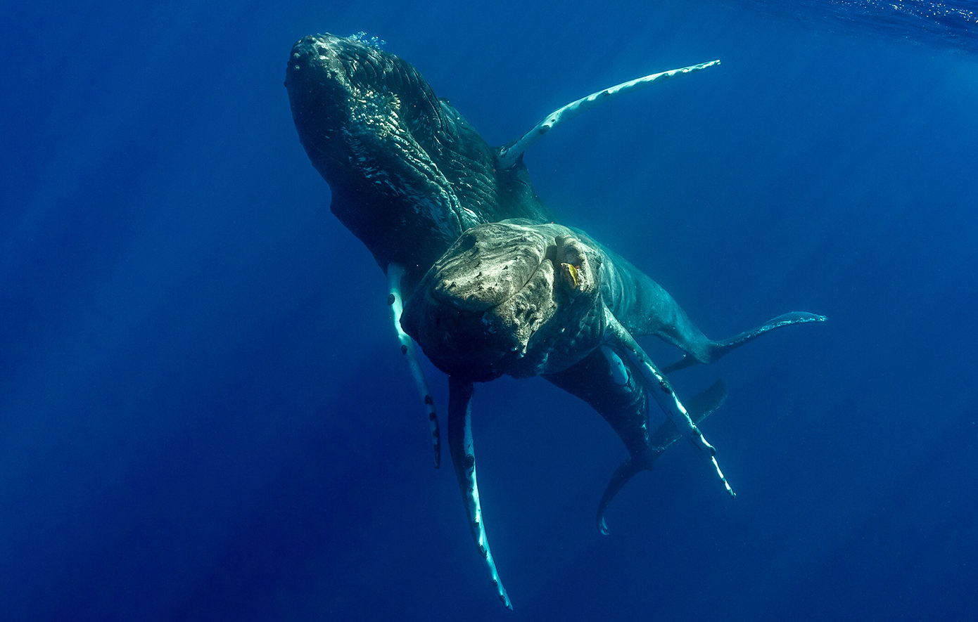 Φάλαινες Φάλαινες