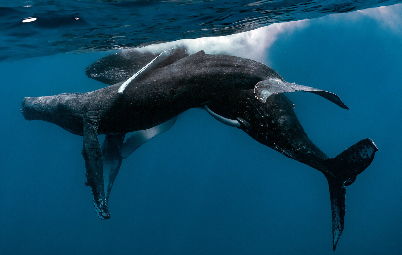 Φάλαινες Φάλαινες