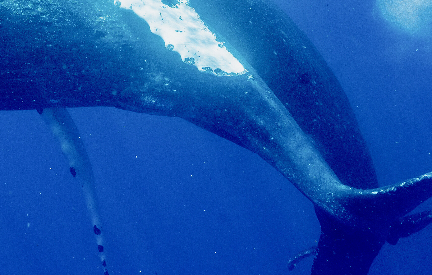 Φάλαινες Φάλαινες