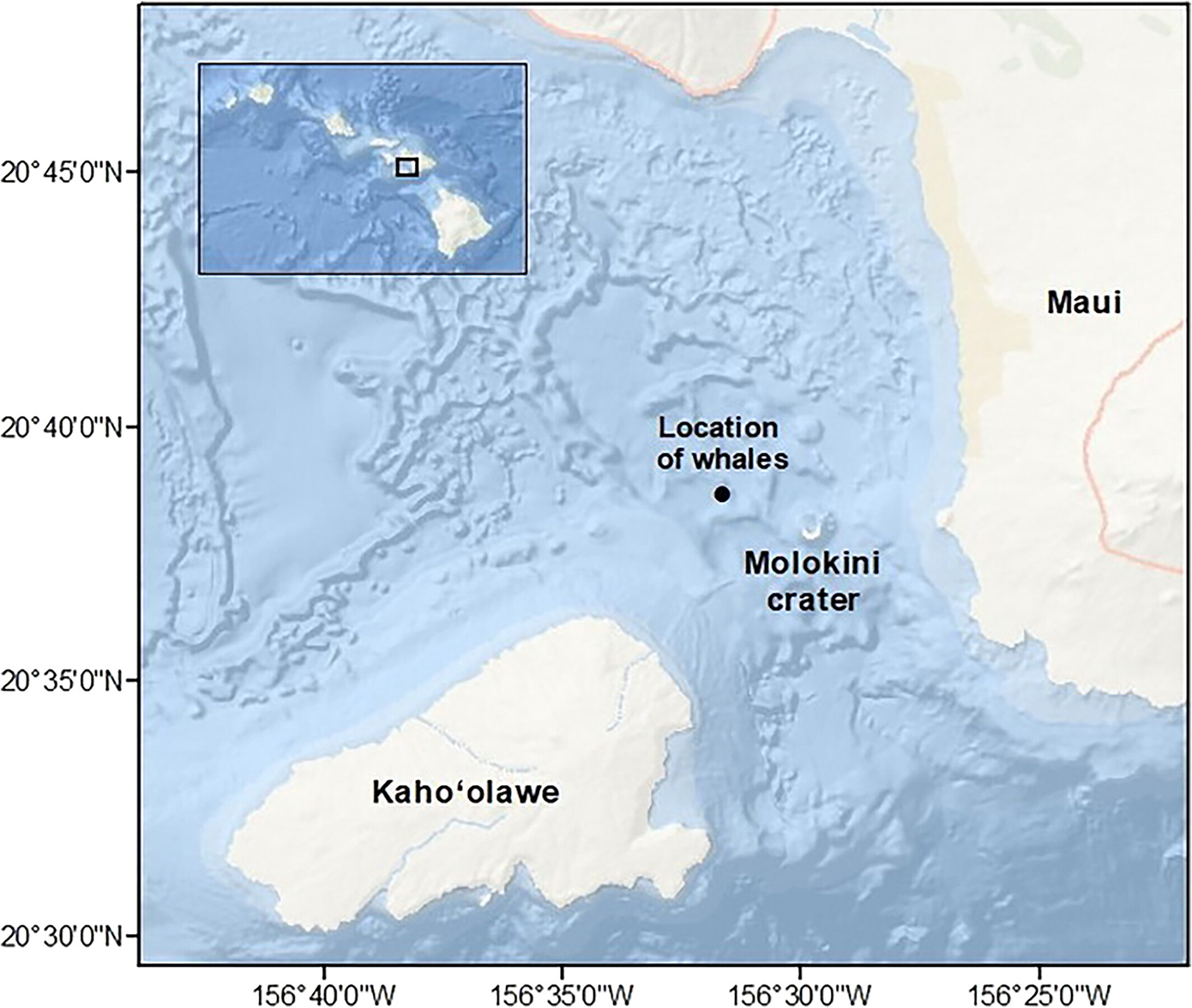Φάλαινες Φάλαινες