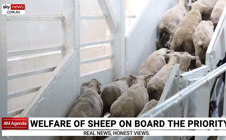 H κυβέρνηση της Αυστραλίας αρνήθηκε σε εξαγωγέα να στείλει πλοίο με χιλιάδες πρόβατα και βοοειδή στο Ισραήλ