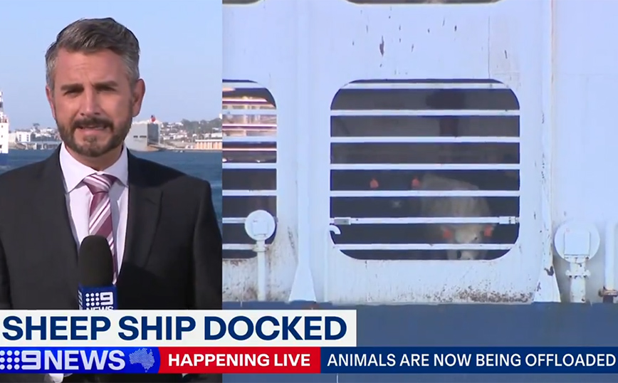 Χιλιάδες πρόβατα και βοοειδή εγκλωβισμένα σε πλοίο επί βδομάδες άρχισαν να αποβιβάζονται σε λιμάνι της Αυστραλίας