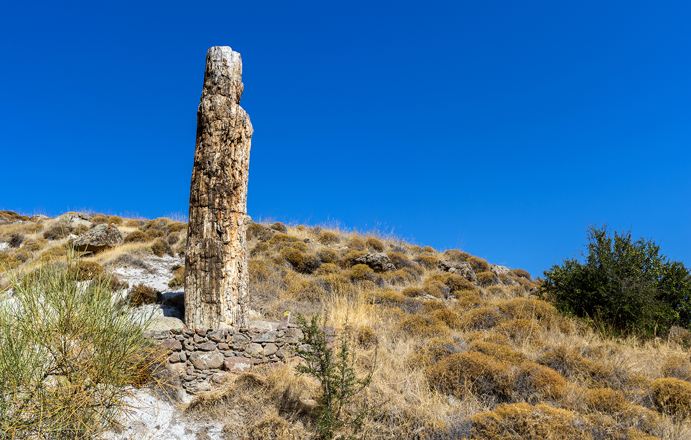 Απολιθωμένο δάσος της Λέσβου Απολιθωμένο δάσος της Λέσβου