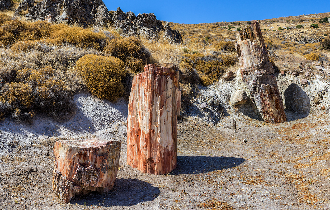 Απολιθωμένο δάσος της Λέσβου