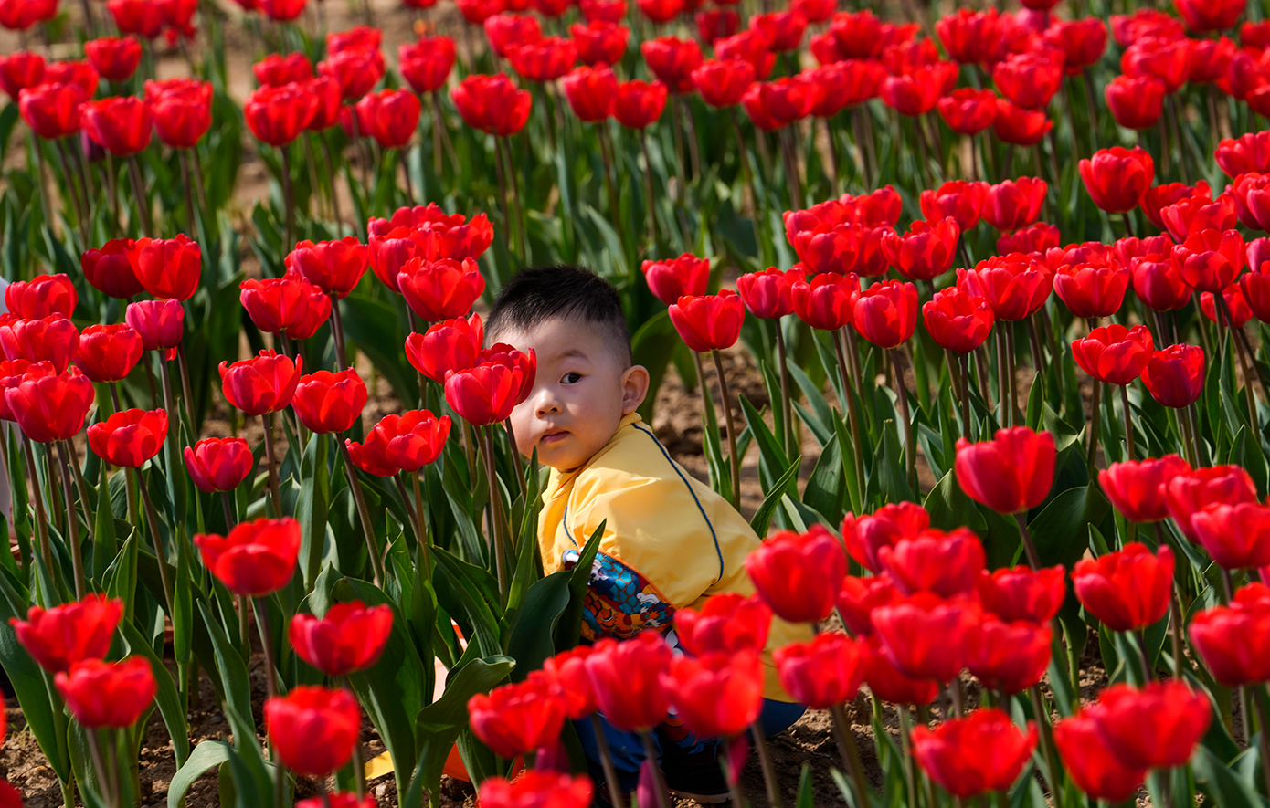 Παιδί μαζεύει τουλίπες στην Ιταλία