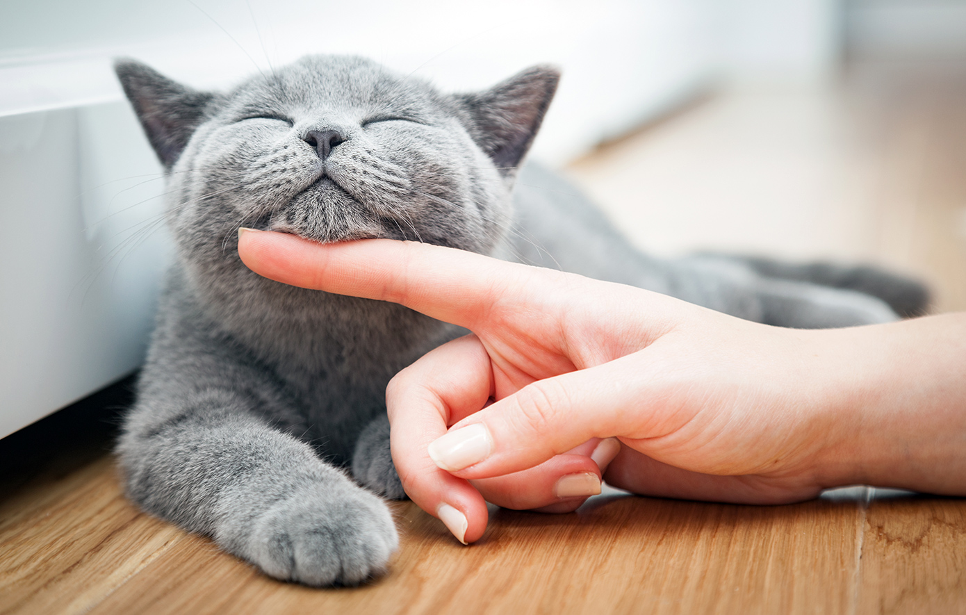 Ανατρεπτική αγγελία: Βασικός όρος για τους υποψήφιους είναι να έχουν κατοικίδια