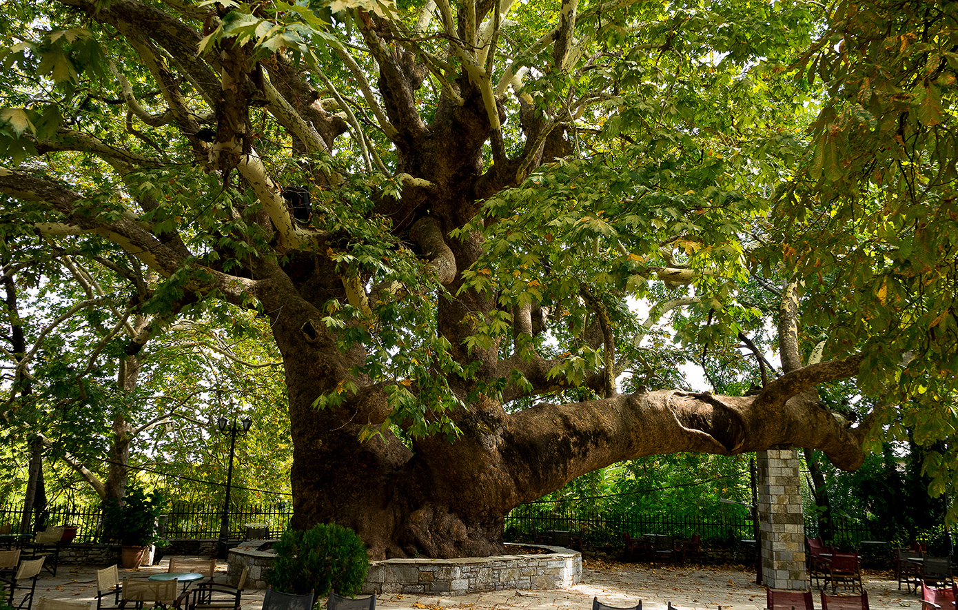 Τσαγκαράδα Τσαγκαράδα
