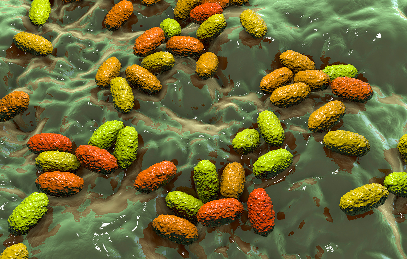 Κοκκύτης Κοκκύτης