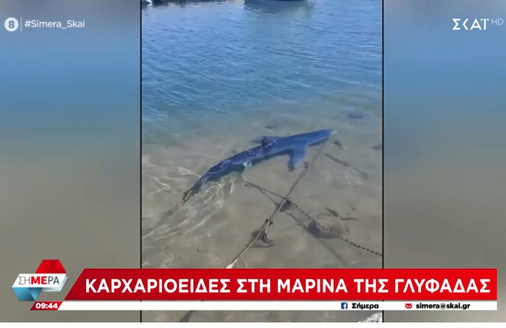 Καρχαρίας βγήκε στα ρηχά στην Μαρίνα της Γλυφάδας