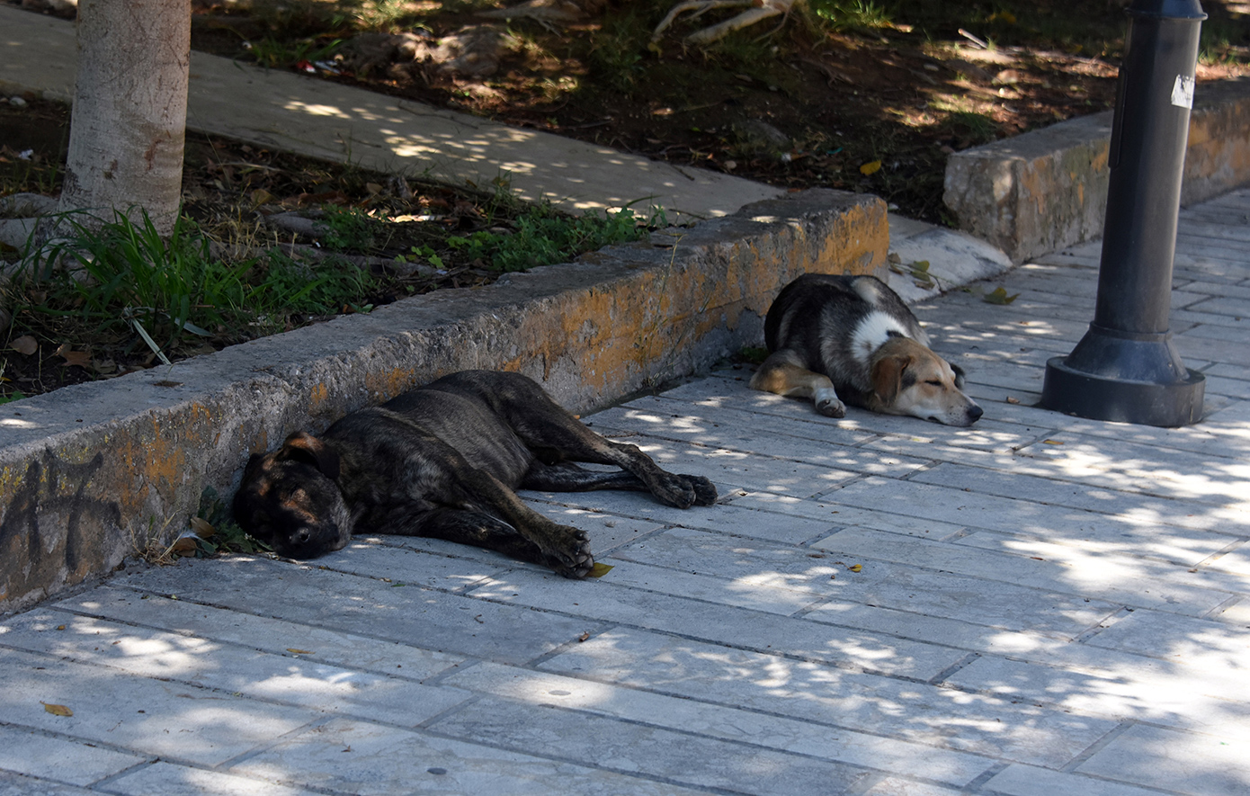 Η Νομαρχία της Κωνσταντινούπολης απαγορεύει τη σίτιση των αδέσποτων σκύλων