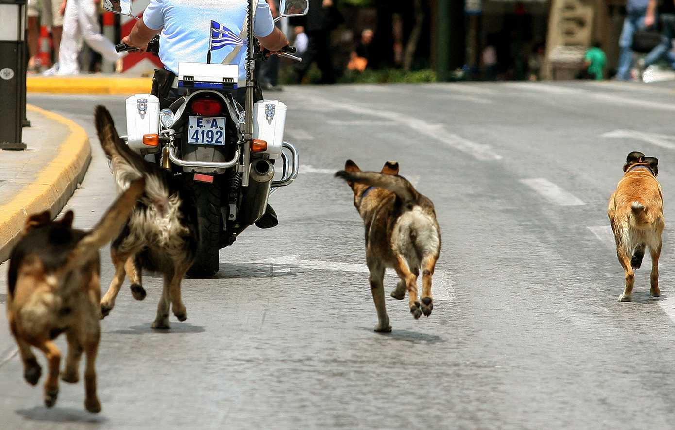Εργαζόμενη στη Λαμία ζήτησε βοήθεια από την αστυνομία για να επιστρέψει στο σπίτι της λόγω των αδέσποτων σκύλων &#8211; «Τρέμει η καρδιά μου»