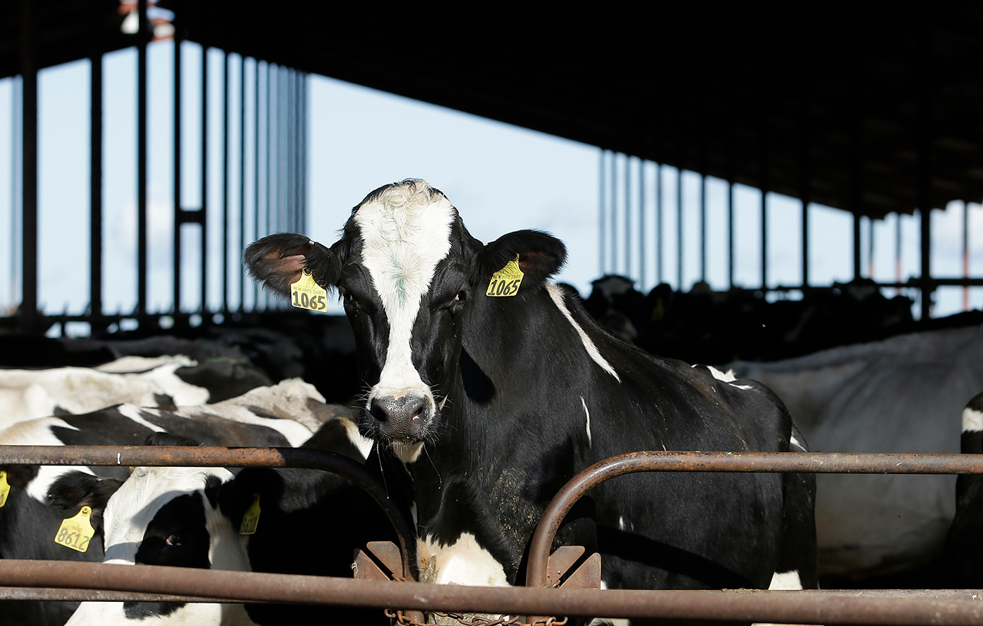 Είναι ασφαλές το αγελαδινό γάλα; &#8211; Τι συμβαίνει με τη γρίπη των πτηνών και τις αγελάδες