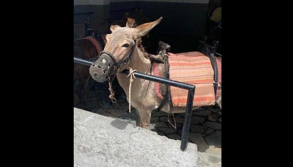 Φίμωσαν γαϊδουράκι και το έχουν δεμένο σε κάγκελο – Σοβαρή καταγγελία στη Ρόδο