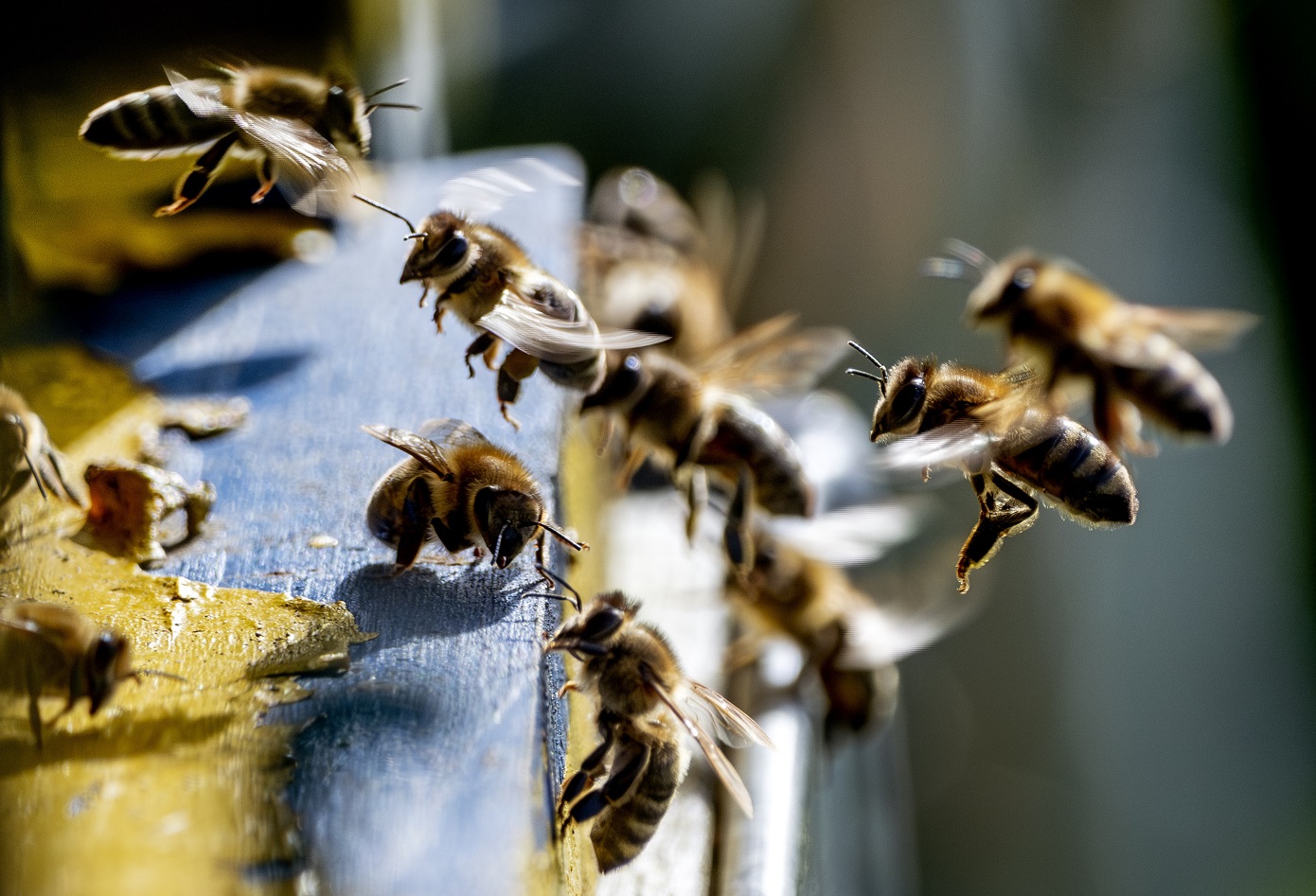 Μέλισσες επιτέθηκαν σε επιβάτες αυτοκινήτου στη Μυτιλήνη – Ένα άτομο χωρίς τις αισθήσεις του