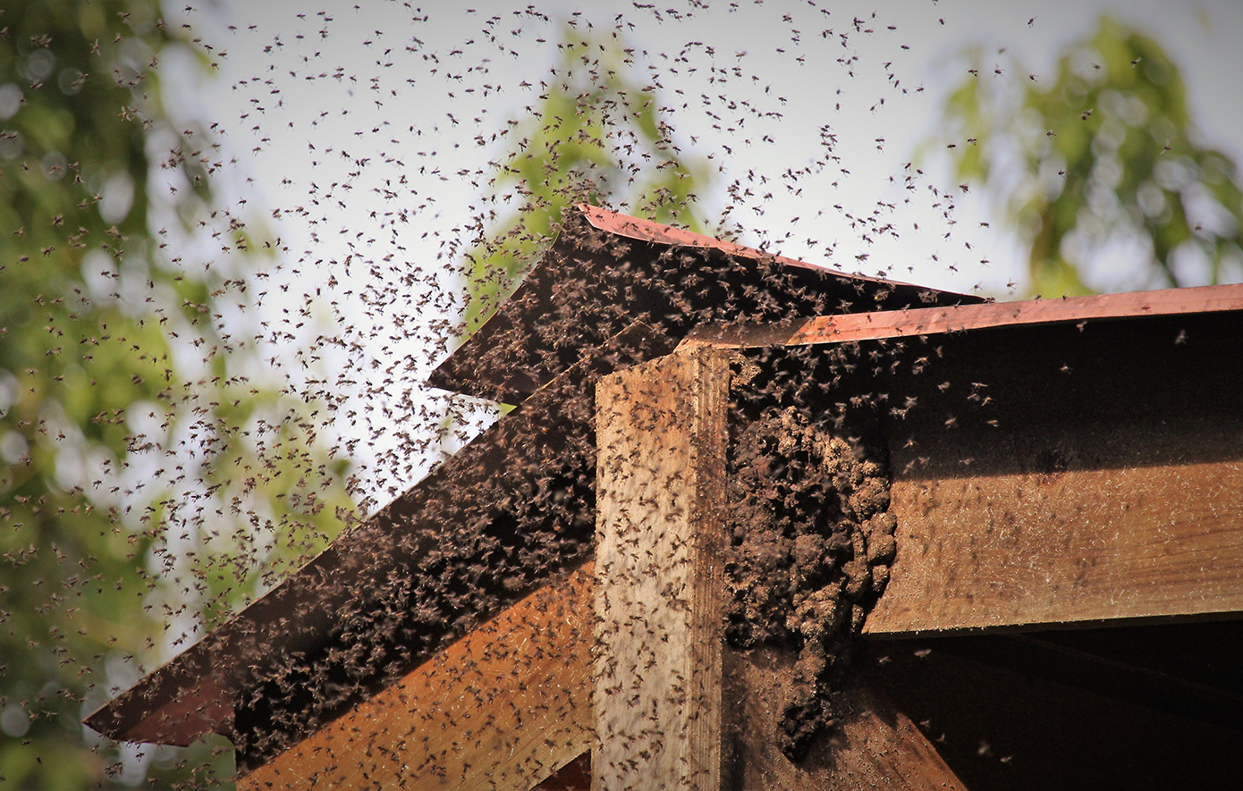 Ανακαλύφθηκε νέο είδος μέλισσας που ονομάστηκε «Λούσιφερ» λόγω της διαβολικής όψης του