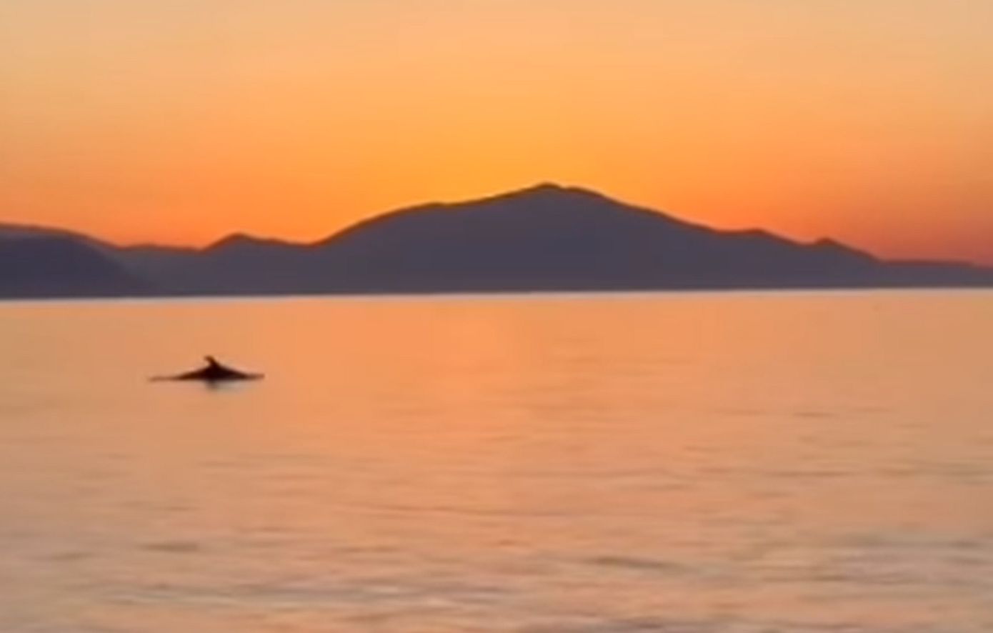 Εντυπωσιακό βίντεο με δελφίνια να παίζουν σε παραλία της Εύβοιας λίγο πριν δύσει ο ήλιος