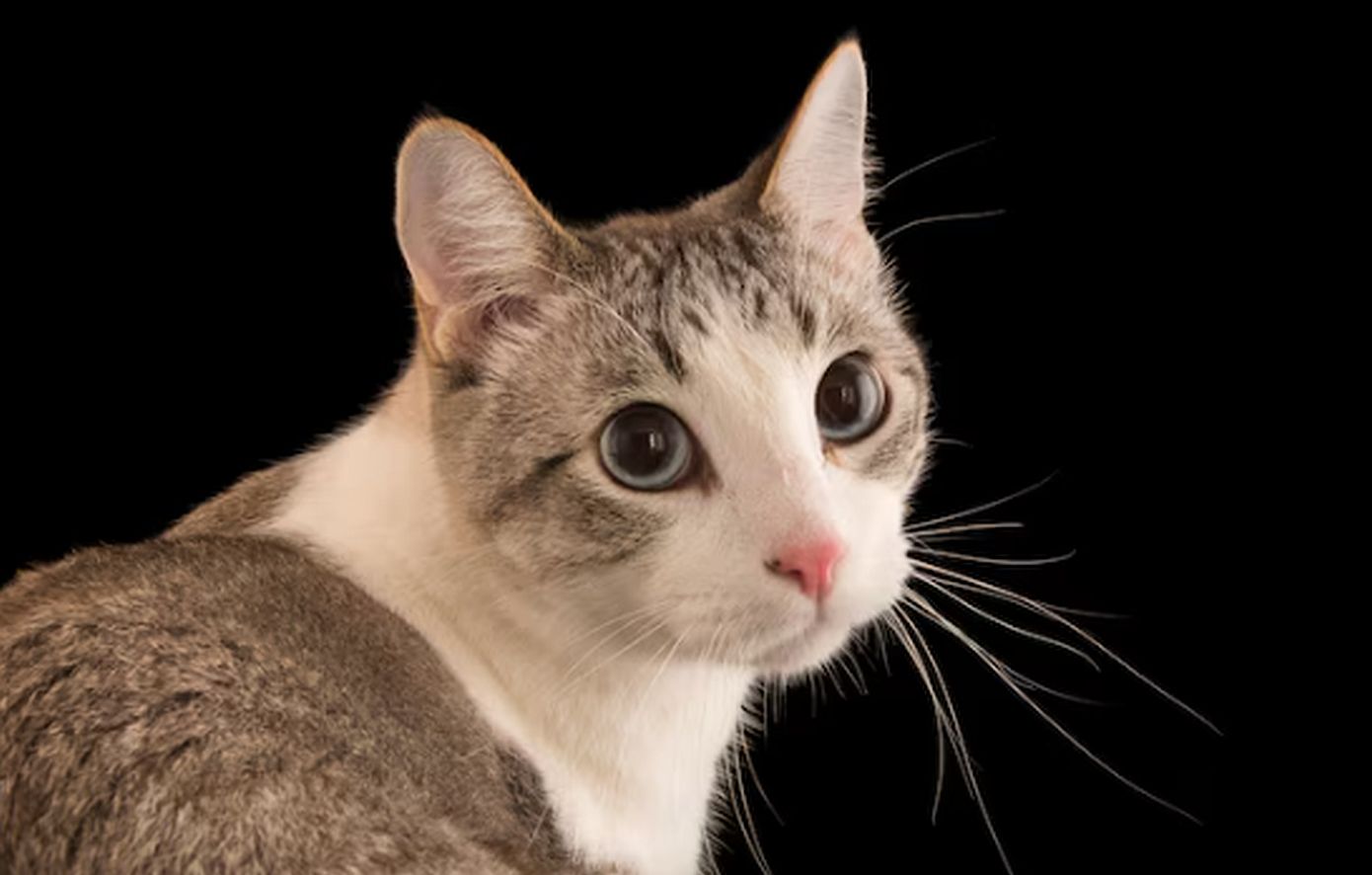 Επιθέσεις με οξύ σε γάτες καταγγέλουν φιλόζωοι στην Πάτμο &#8211; Προσοχή σκληρές εικόνες