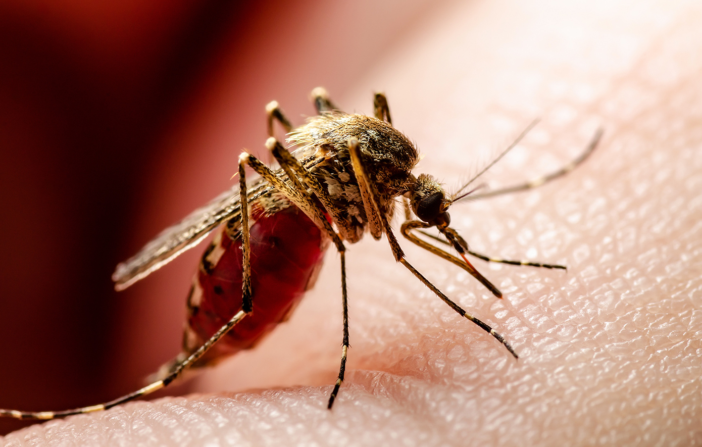 Κουνούπια Κουνούπια