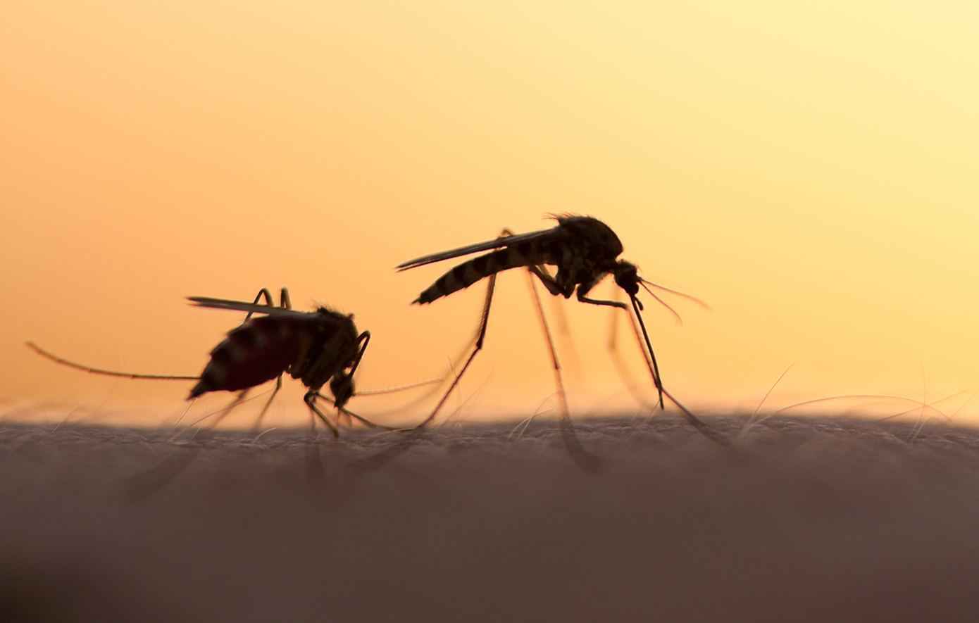 Οι οδηγίες του ΕΟΔΥ για τα κουνούπια &#8211; «Προφυλαχθείτε από τον ιό του Δυτικού Νείλου»