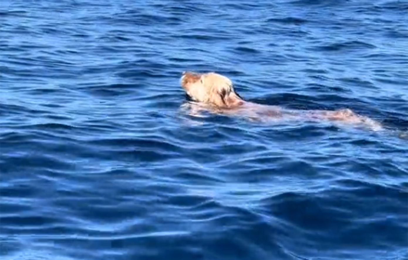 Έκανε καγιάκ και έσωσε έναν σκύλο που τον είδε να κολυμπά μεσοπέλαγα &#8211; Δείτε βίντεο