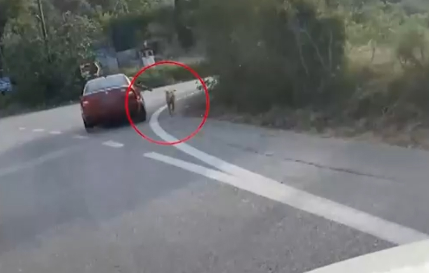 Σοκαριστικές εικόνες στο Ναύπλιο: Έσερναν τον σκύλο τους με λουρί από το ανοιχτό παράθυρο, γιατί… «έτσι μας αρέσει»