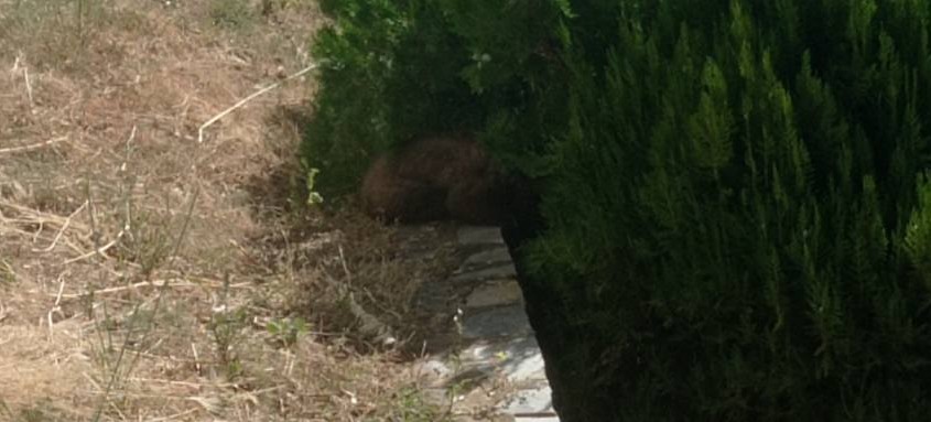 Αρκουδάκι απεγκλωβίστηκε από προαύλιο χώρο ξενοδοχείου στην Καστοριά