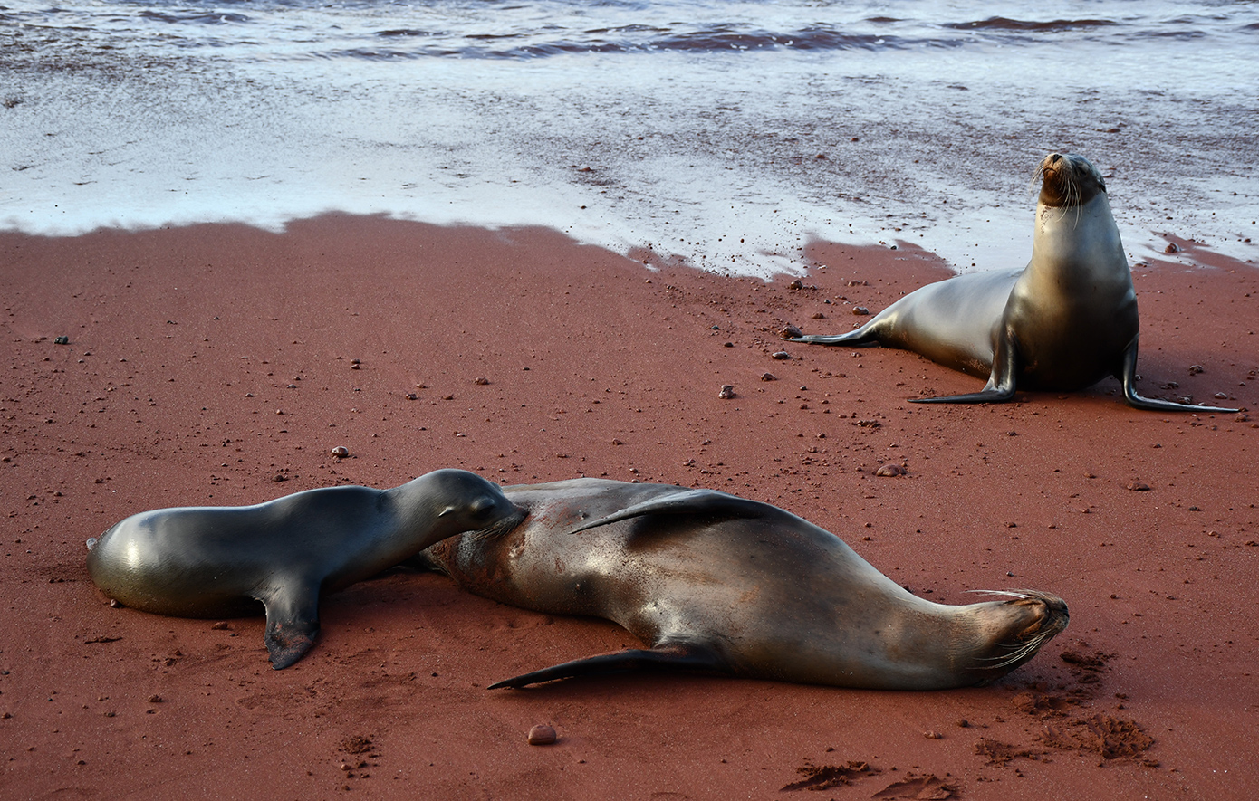 Rabida Γκαλαπάγκος Rabida Γκαλαπάγκος
