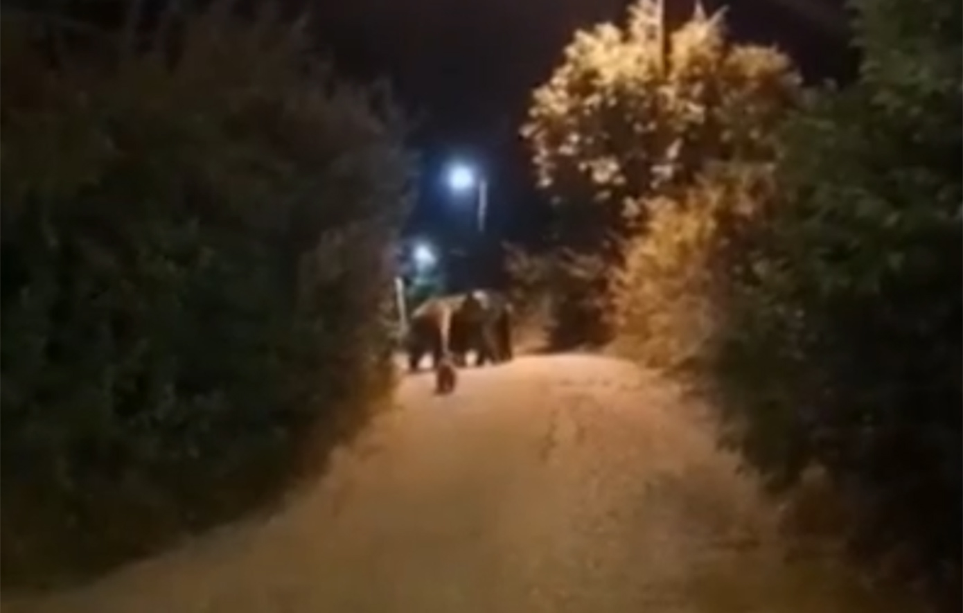 Αρκούδες με τα μωρά τους πιάστηκαν να κάνουν βόλτες και να αναζητούν φαγητό σε χωριά γύρω από την Καστοριά