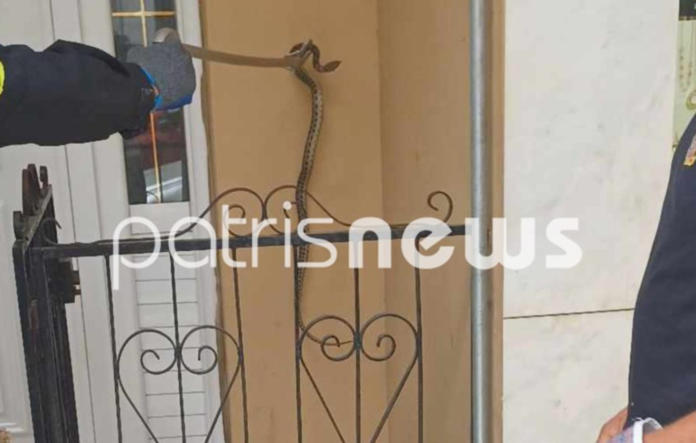 Φίδι εμφανίστηκε στο κέντρο του Πύργου