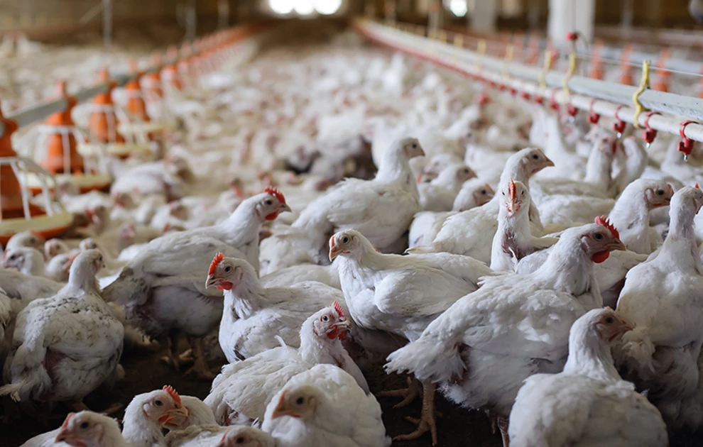 Ανησυχία για τη γρίπη των πτηνών – 8+1 ερωτήσεις από την Ελληνική Εταιρεία Λοιμώξεων