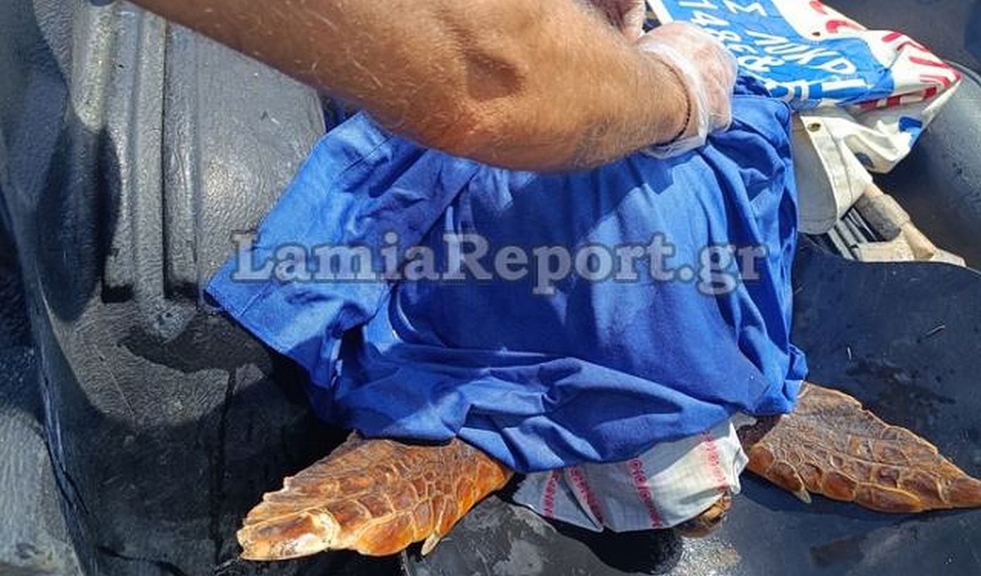 Φθιώτιδα: Γέφυρα ζωής για να σωθεί τραυματισμένη χελώνα καρέτα-καρέτα