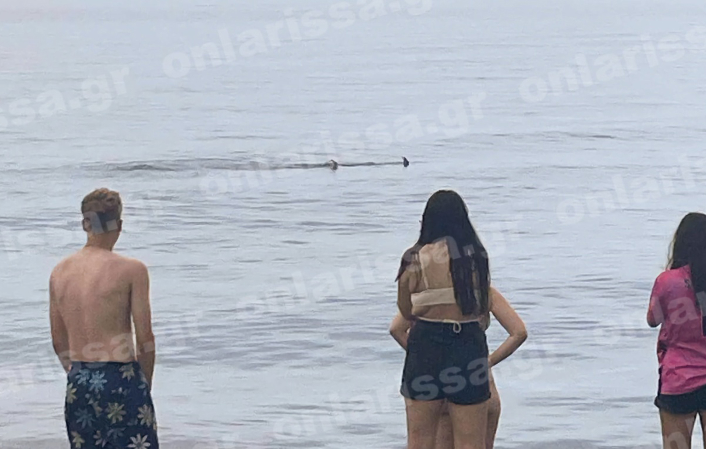 Καρχαριοειδές αναστάτωσε λουόμενους στη Λάρισα – Δείτε φωτογραφίες