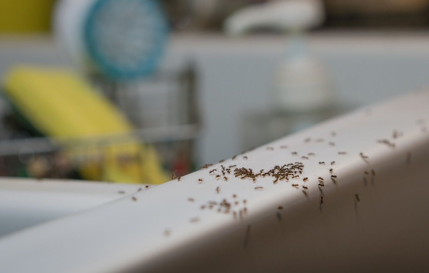 Πώς να διώξετε τα μυρμήγκια από το σπίτι χωρίς χημικά – 6 φυσικοί τρόποι