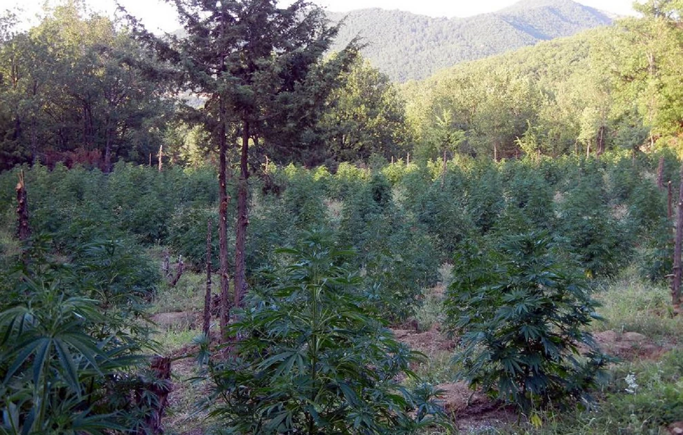 Ανατροπή με τον ξυλοδαρμό εθελοντών στην Πάρνηθα: Αγοραπωλησία χασίς, που πήγε στραβά, «βλέπει» η Αστυνομία