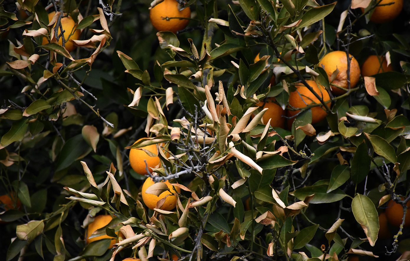Πορτοκάλια Πορτοκάλια