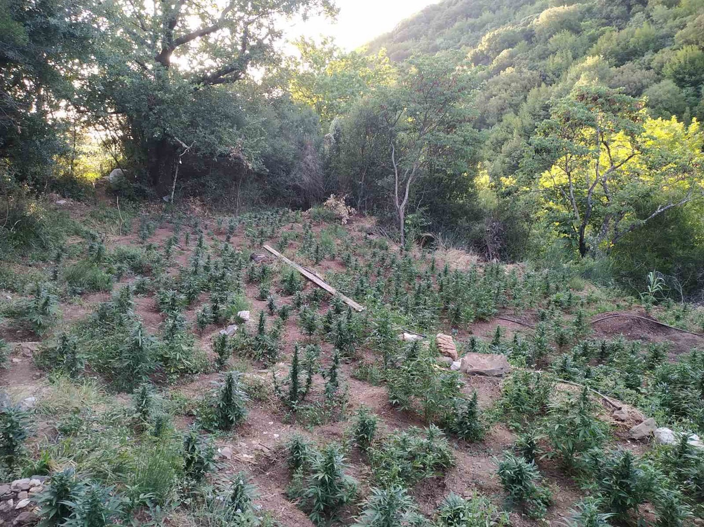 Μεγάλη φυτεία ινδικής κάνναβης στα ελληνοαλβανικά σύνορα