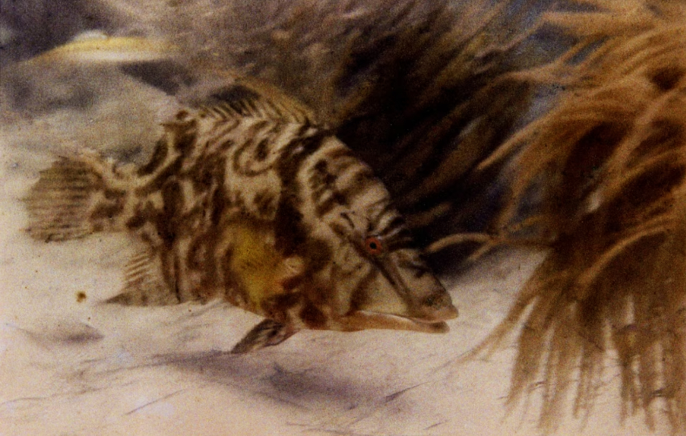 υποβρύχια πρώτη national geographic