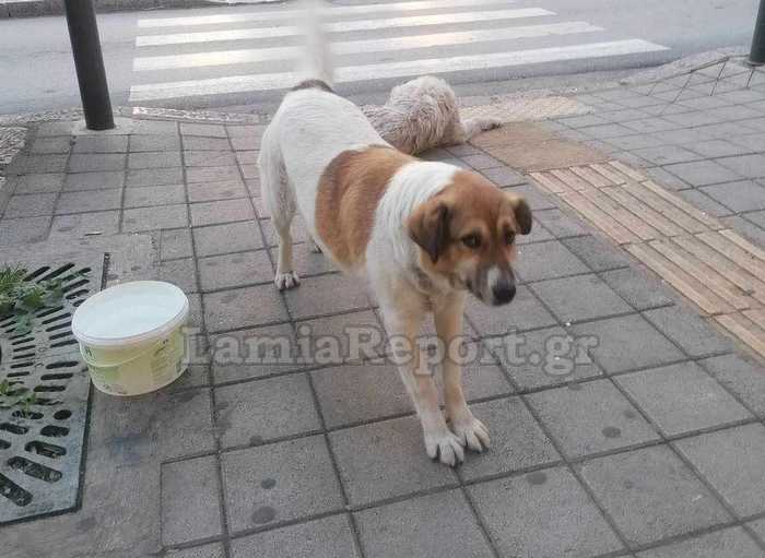 Ασυνείδητοι έριξαν φόλες στο κέντρο της Λαμίας