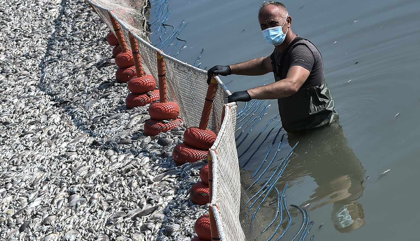 νεκρα ψαρια νεκρα ψαρια
