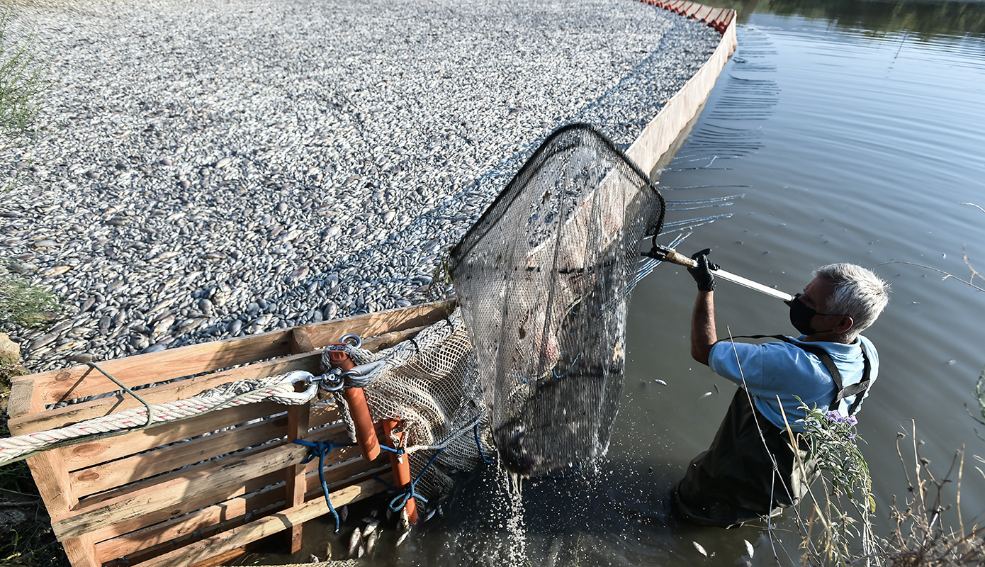 νεκρα ψαρια